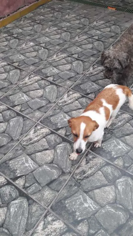 Cachorro ra a SRD idade Abaixo de 2 meses nome filhotinhas