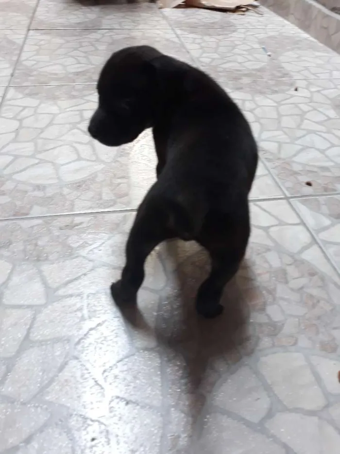 Cachorro ra a Pitbull American Terrier  idade Abaixo de 2 meses nome Thor