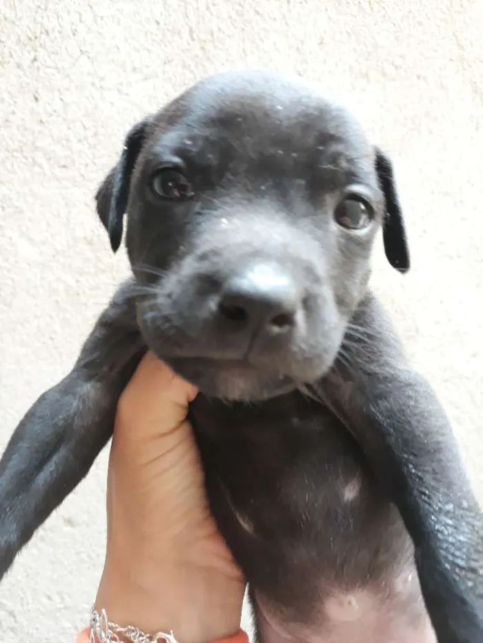 Cachorro ra a Pitbull American Terrier  idade Abaixo de 2 meses nome Thor
