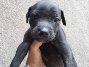 Cachorro raça Pitbull American Terrier  idade Abaixo de 2 meses nome Thor