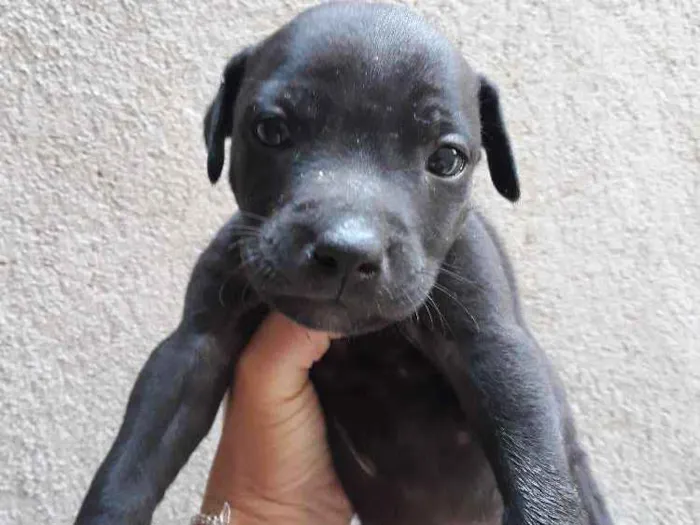 Cachorro ra a Pitbull American Terrier  idade Abaixo de 2 meses nome Thor
