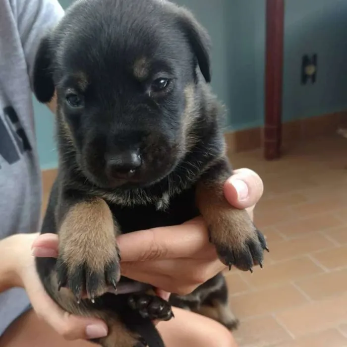 Cachorro ra a SRD idade Abaixo de 2 meses nome Filhotes / ZN DE SP