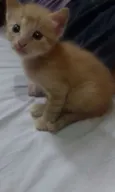 Archie