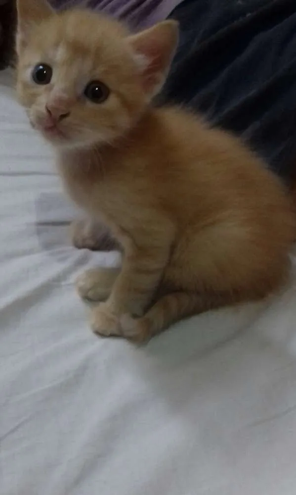 Gato ra a SR idade Abaixo de 2 meses nome Archie