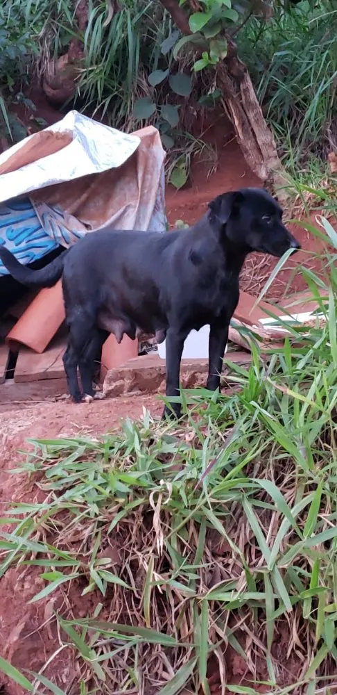 Cachorro ra a Indefinida idade  nome Nao sei