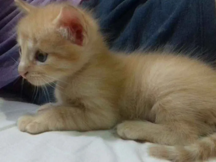 Gato ra a SR idade Abaixo de 2 meses nome Archie