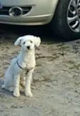 Bob