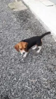 Bigo