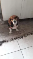 Bigo