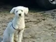 Bob