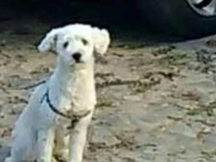 Cachorro raça Poodle idade 2 anos nome Bob