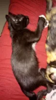 Gatinhos