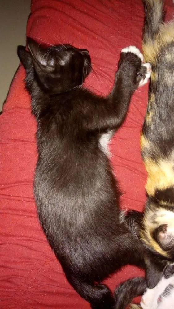Gato ra a Várias idade 2 a 6 meses nome Gatinhos