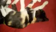 Gatinhos