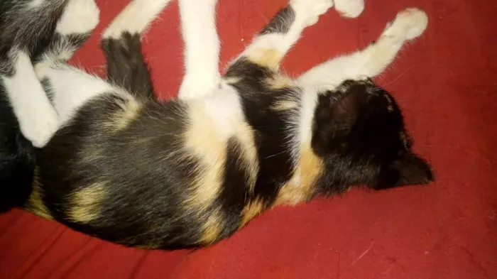 Gato ra a Várias idade 2 a 6 meses nome Gatinhos