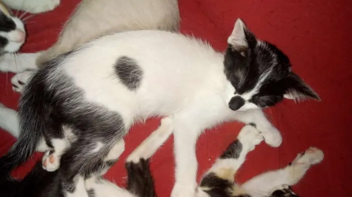 Gato ra a Várias idade 2 a 6 meses nome Gatinhos