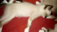 Gatinhos