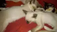 Gatinhos