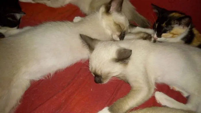 Gato ra a Várias idade 2 a 6 meses nome Gatinhos