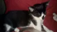 Gatinhos