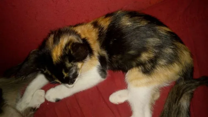 Gato ra a Várias idade 2 a 6 meses nome Gatinhos