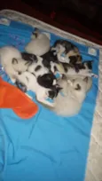 Gatinhos
