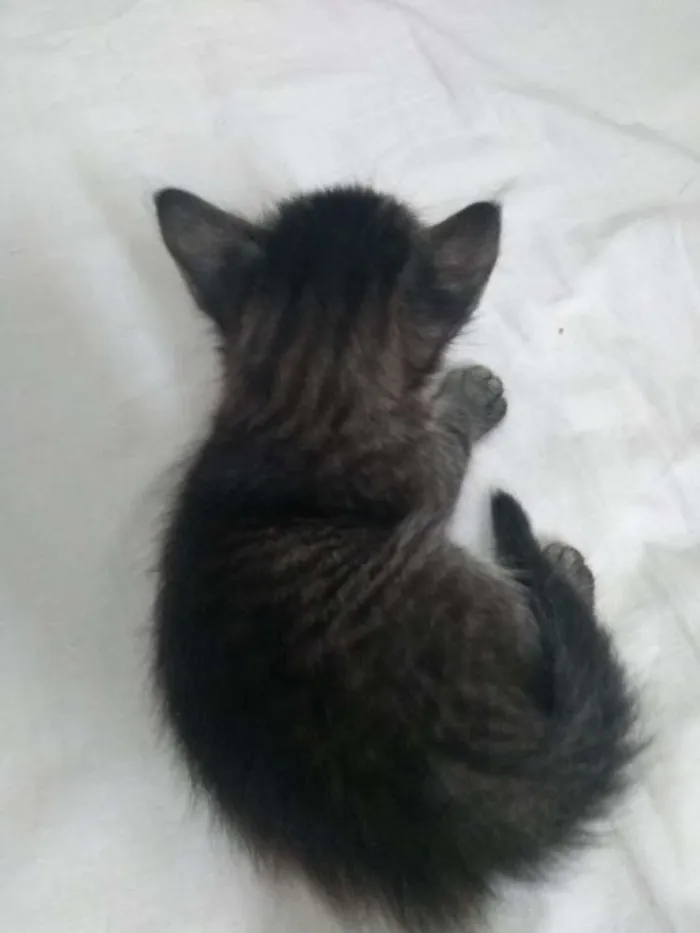 Gato ra a SR idade Abaixo de 2 meses nome Juggy