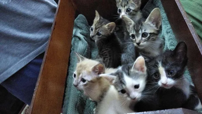 Gato ra a  idade 2 a 6 meses nome Vários nomes