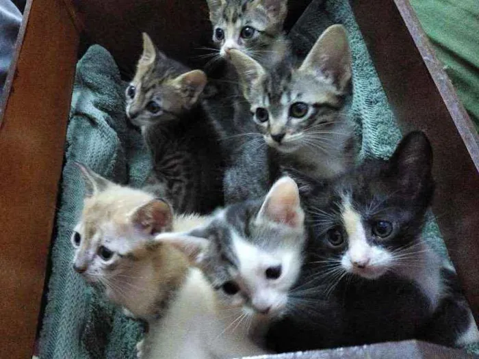 Gato ra a  idade 2 a 6 meses nome Vários nomes