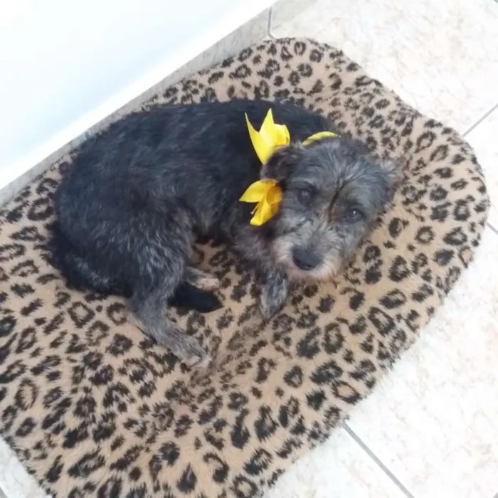 Cachorro raça SRD idade 2 anos nome Sharlotte