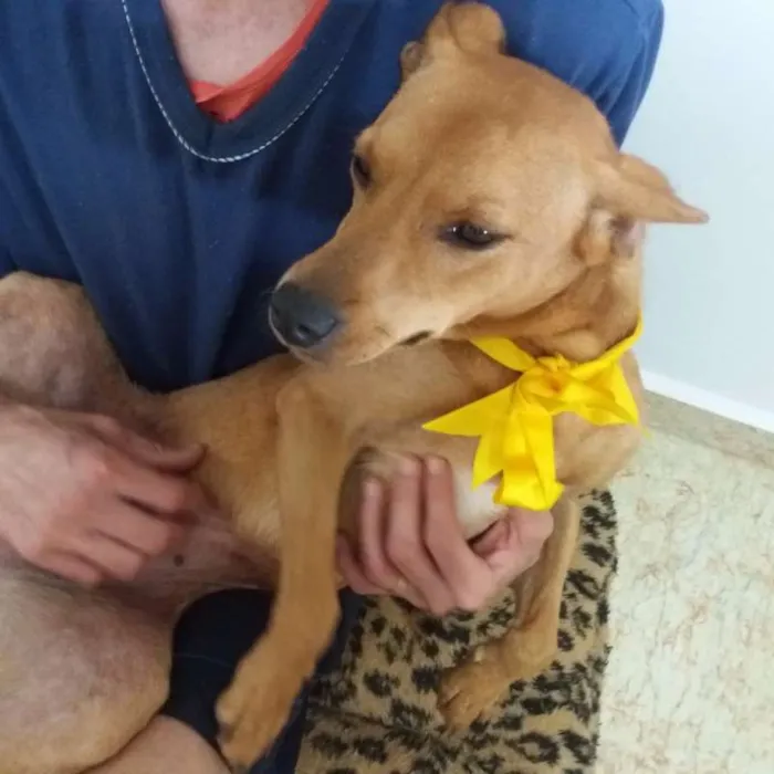 Cachorro raça SRD idade 3 anos nome Cloe