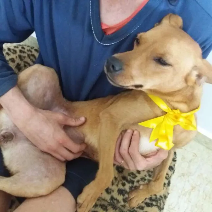 Cachorro raça SRD idade 3 anos nome Cloe