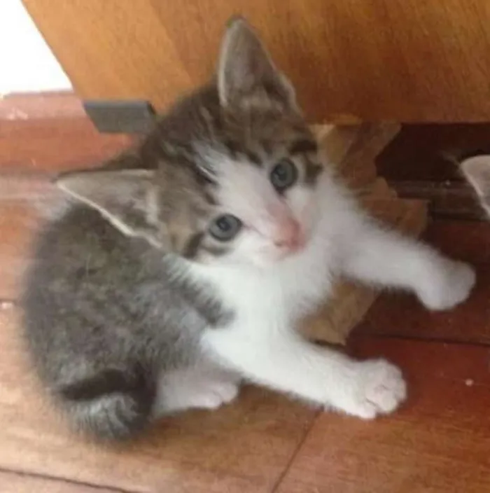 Gato ra a viralata idade 2 a 6 meses nome Lady
