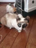 Pirata