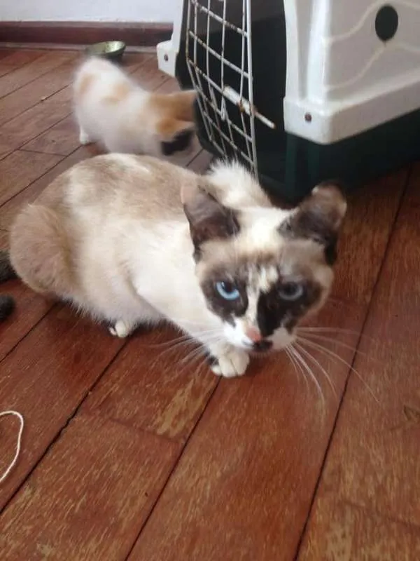 Gato ra a Viralata idade 1 ano nome Pirata