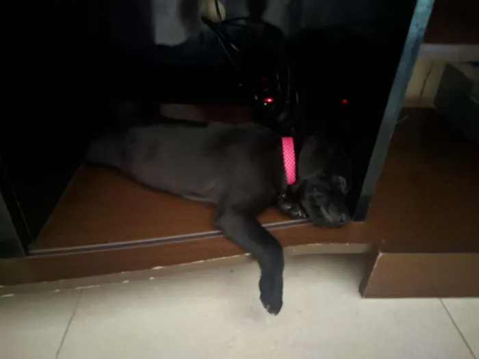 Cachorro raça Srd idade 2 a 6 meses nome Akira