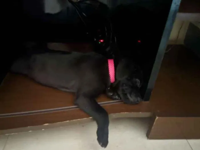 Cachorro raça Srd idade 2 a 6 meses nome Akira