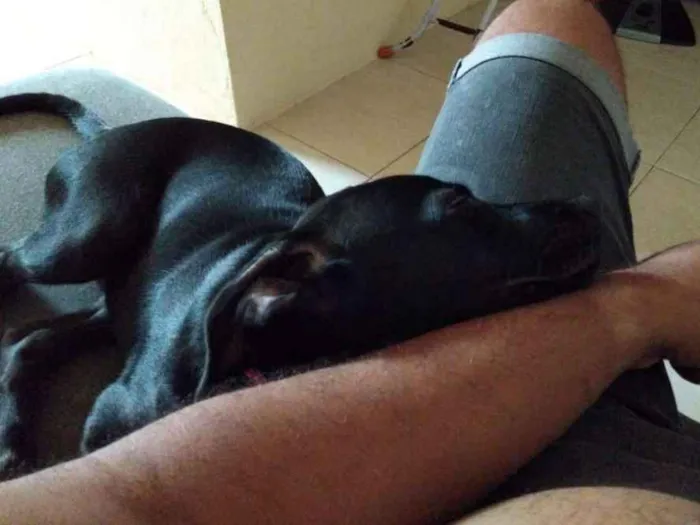 Cachorro raça Srd idade 2 a 6 meses nome Akira