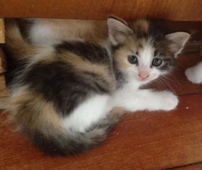 Gato ra a viralata idade 2 a 6 meses nome Anne Frank
