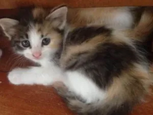 Gato raça viralata idade 2 a 6 meses nome Anne Frank