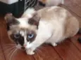 Pirata