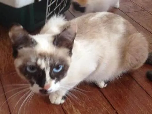 Gato ra a Viralata idade 1 ano nome Pirata