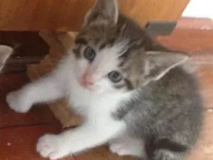 Gato raça viralata idade 2 a 6 meses nome Lady