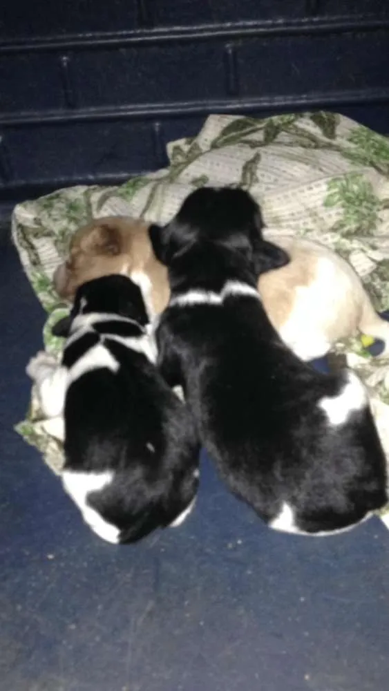 Cachorro ra a Cocker mestiço  idade Abaixo de 2 meses nome Sem nome
