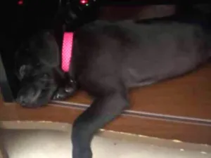 Cachorro raça Srd idade 2 a 6 meses nome Akira