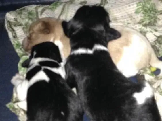 Cachorro ra a Cocker mestiço  idade Abaixo de 2 meses nome Sem nome