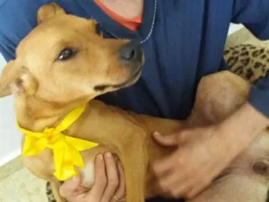 Cachorro raça SRD idade 3 anos nome Cloe