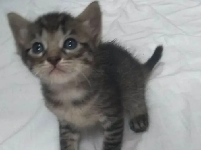 Gato ra a SR idade Abaixo de 2 meses nome Juggy