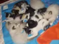 Gatinhos