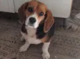 Bigo